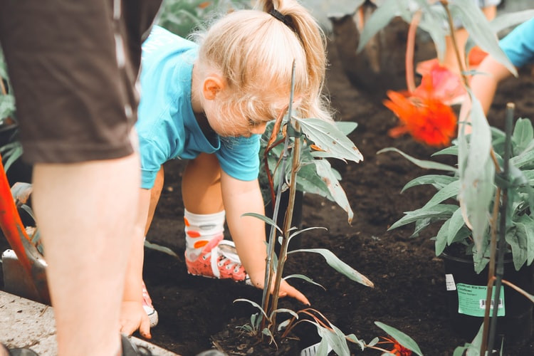 holčička sází rostlinu